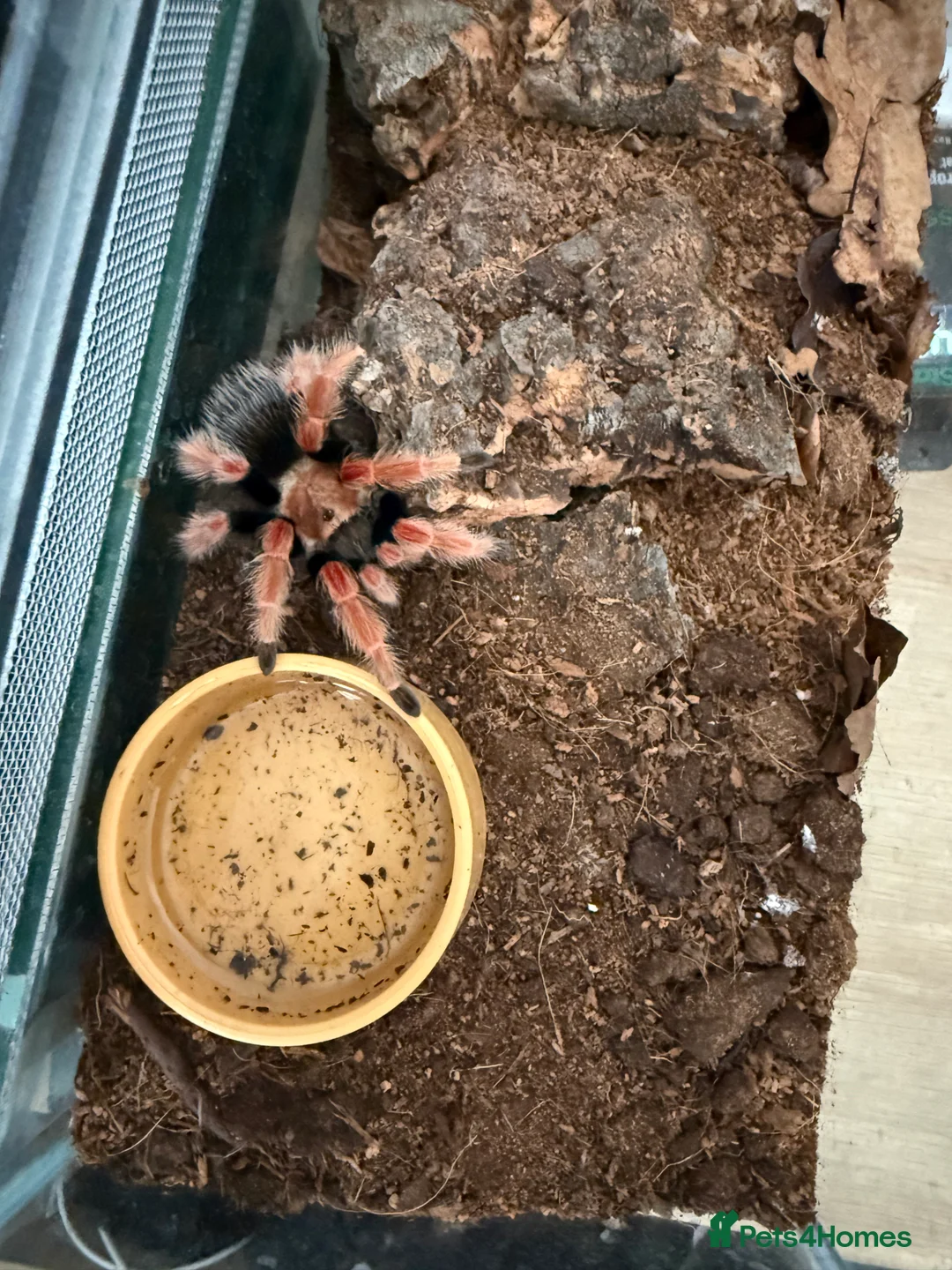 Tarantulas invertebrates for sale: Mexican fire leg tarantula  - Advert 1