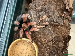 Tarantulas invertebrates Mexican fire leg tarantula - Advert 16