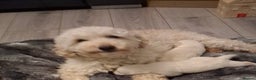Mixed Breed dogs for sale: Westiepoo pups x2 - Advert 12