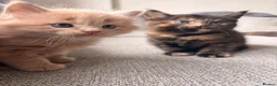 British Shorthair cats for sale: Beautiful BSH X Maine coon babies - Advert 4