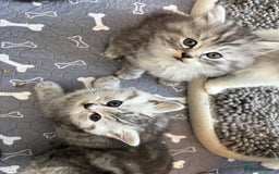 Persian cats for sale: Persian x kittens , 2 separate litters - Advert 5