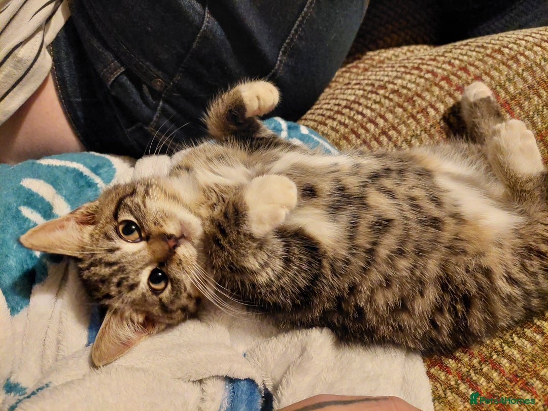 Gallery Image {{count}}