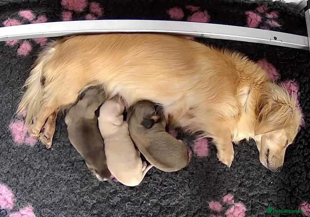 Miniature Dachshund dogs for stud:  Cream i/i long haired Miniature Dachshund  in Newton Abbot - Advert 11