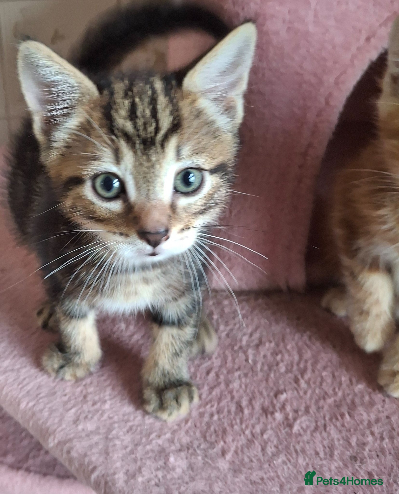 Mixed Breed Kitten 1