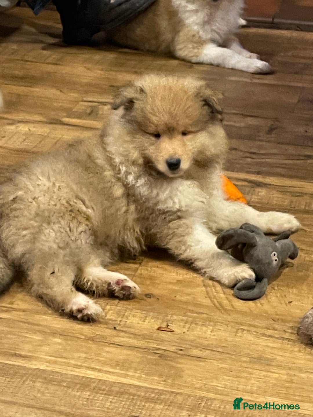 Rough Collie dogs for sale: Sable and white KC registered puppies - Advert 1