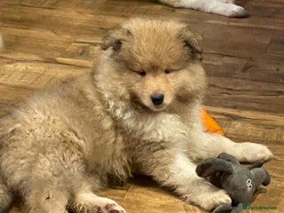 Rough Collie dogs Sable and white KC registered puppies - Advert 3