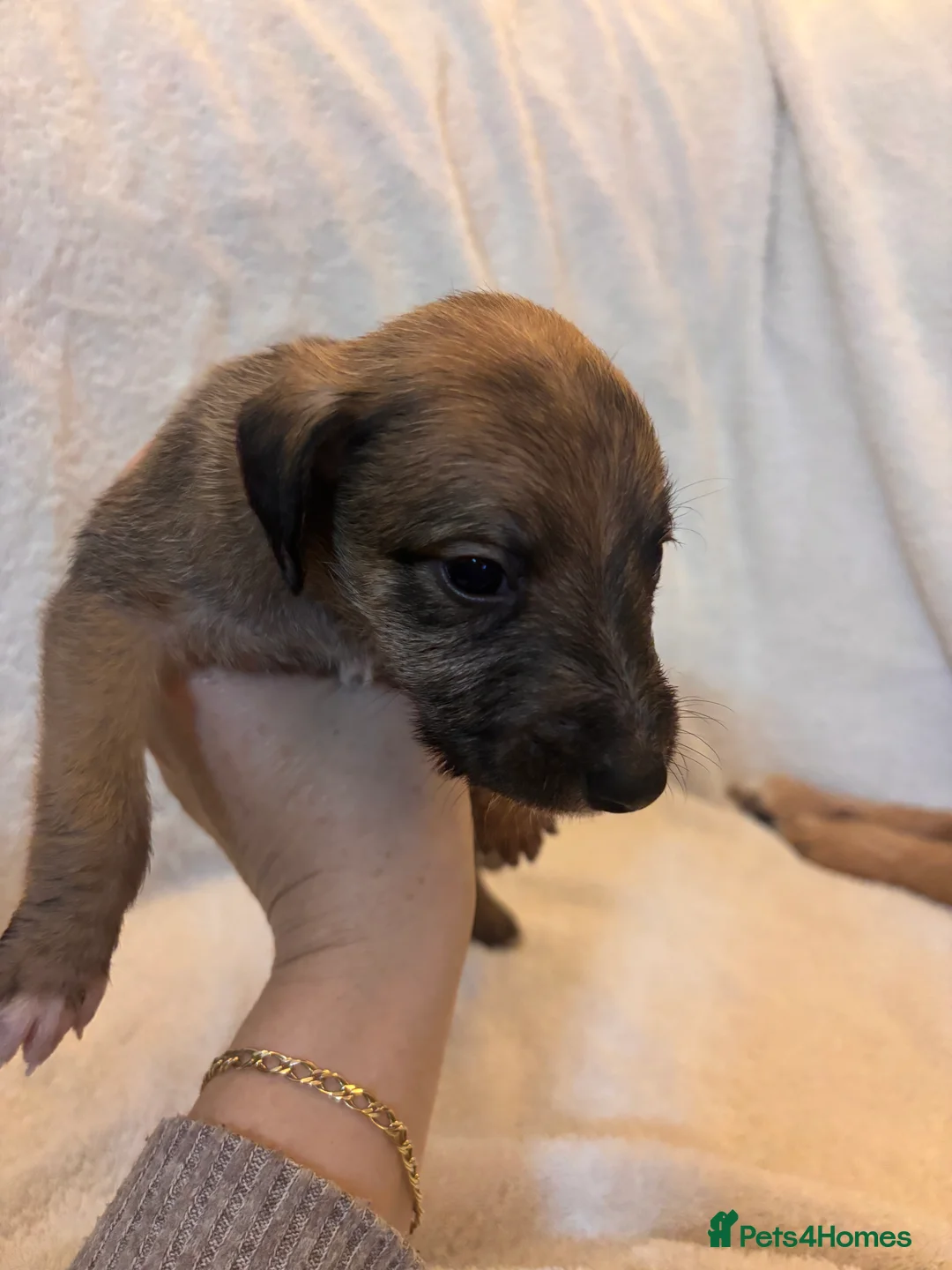 Mixed Breed dogs for sale: Beddlington Whippet X Whippet  in Walsall - Advert 2