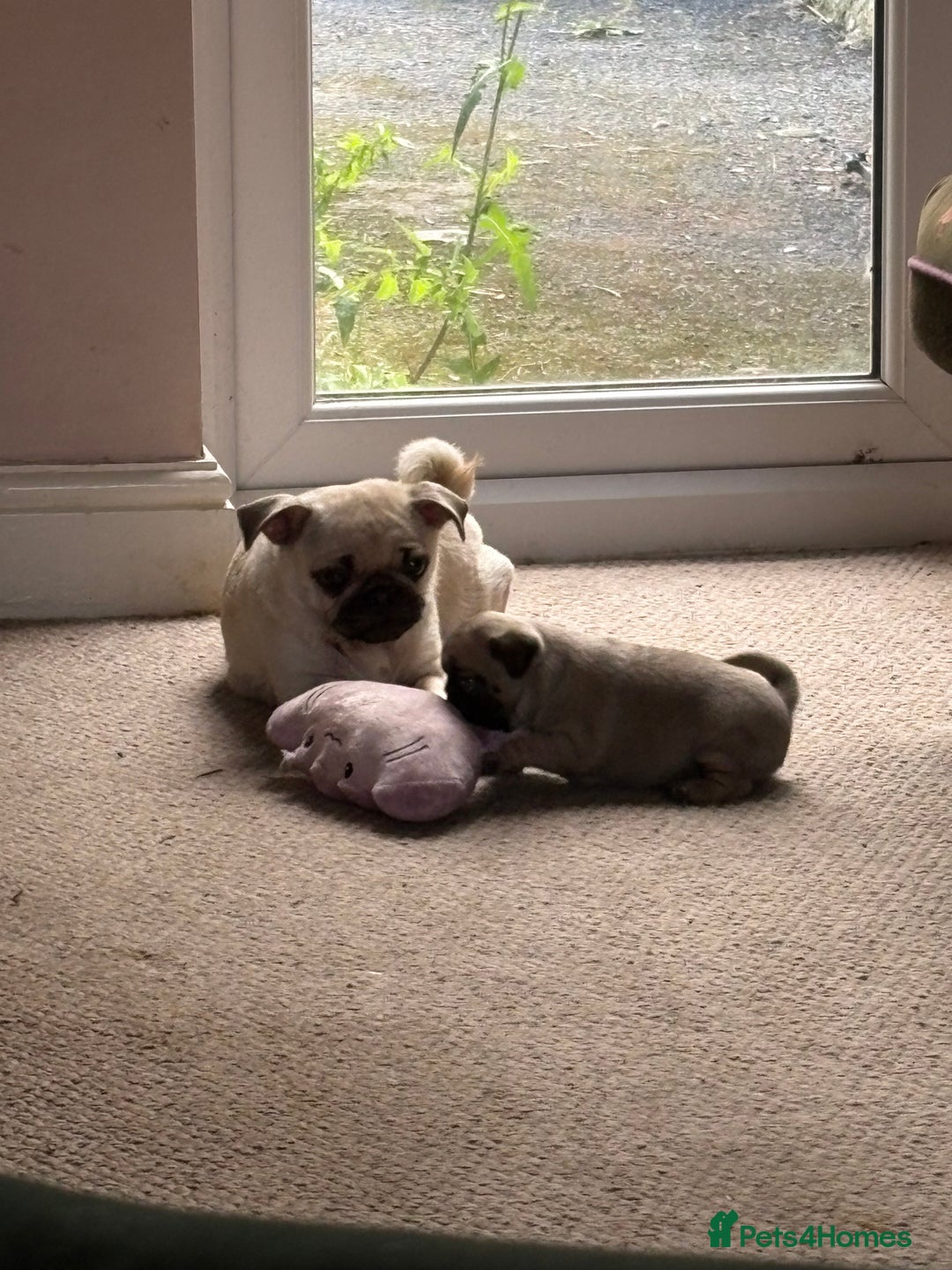 Mixed Breed dogs for sale: Beautiful baby Pugs for sale  - Image 9