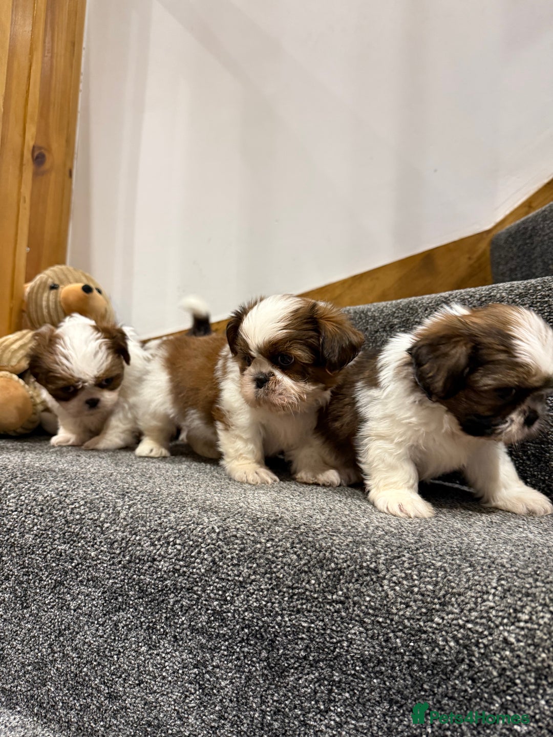 Shih Tzu dogs for sale: Summer Shihtzu Puppies - Image 4