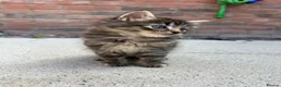 Mixed Breed cats for sale: 6 week Tabby kitten  in Lisburn - Advert 4