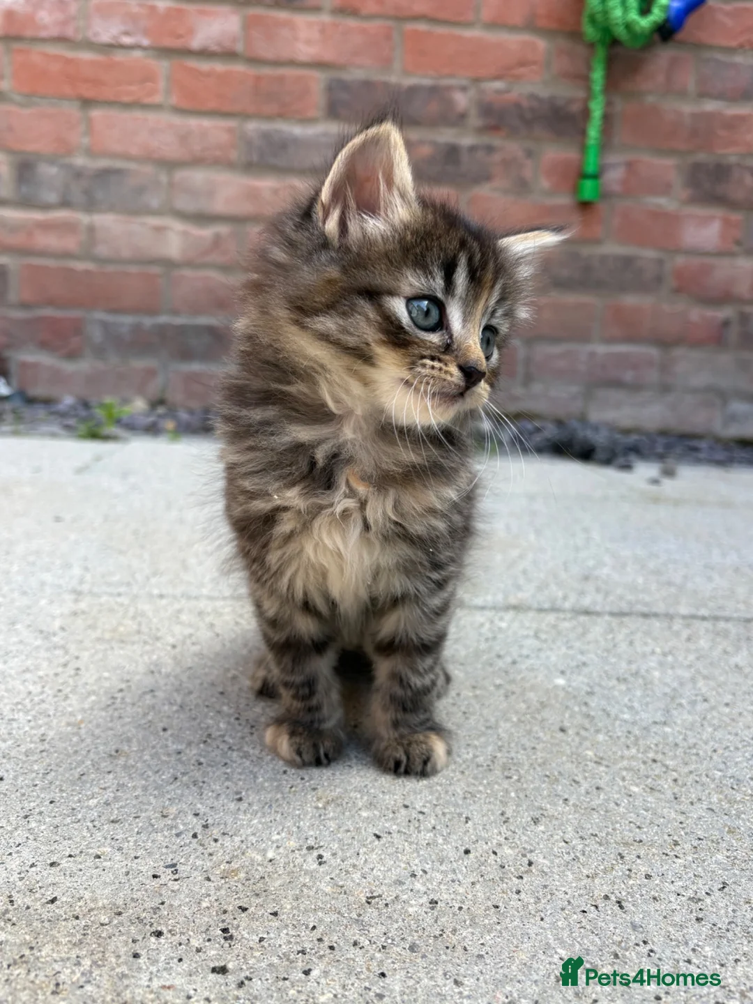 Mixed Breed cats for sale: 6 week Tabby kitten  in Lisburn - Advert 4
