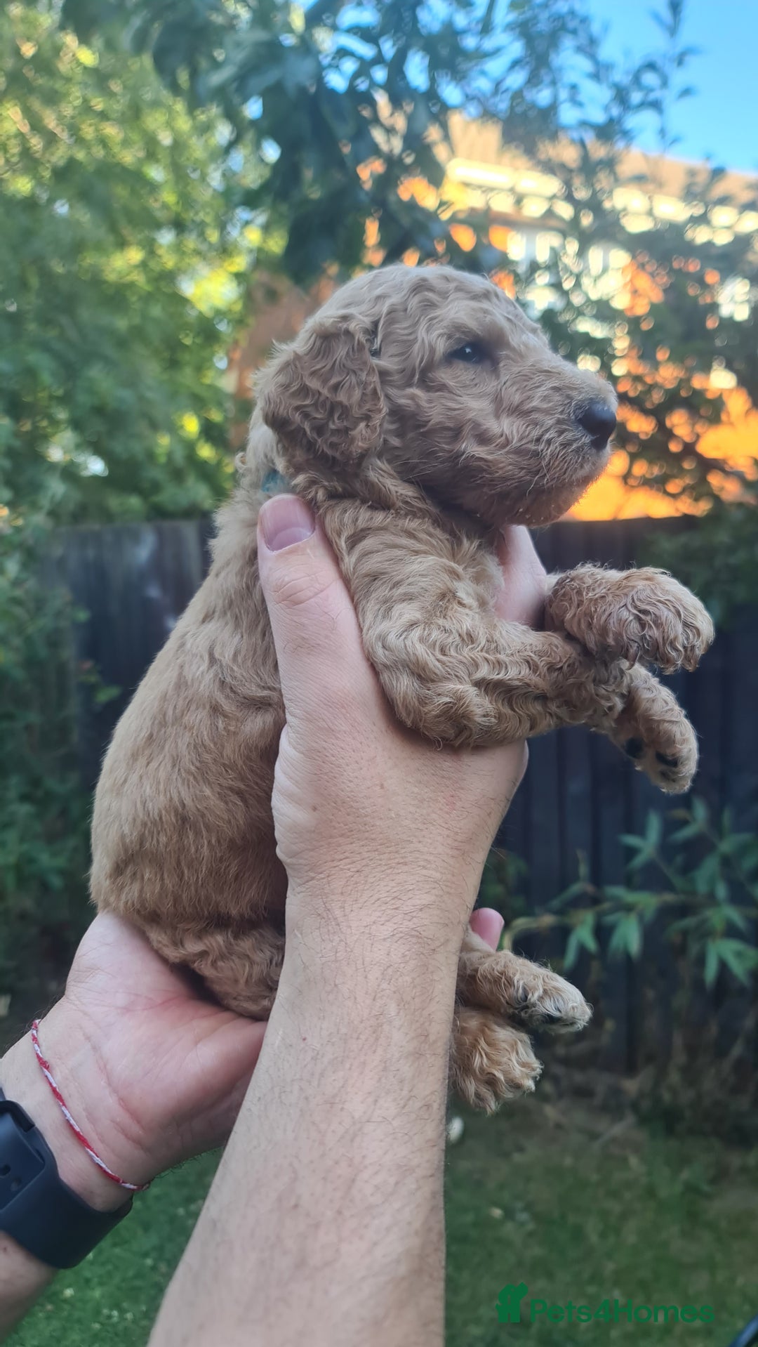 Goldendoodle dogs for sale: 🐾 Adorable Standard Goldendoodle Puppies 🐾 - Image 25