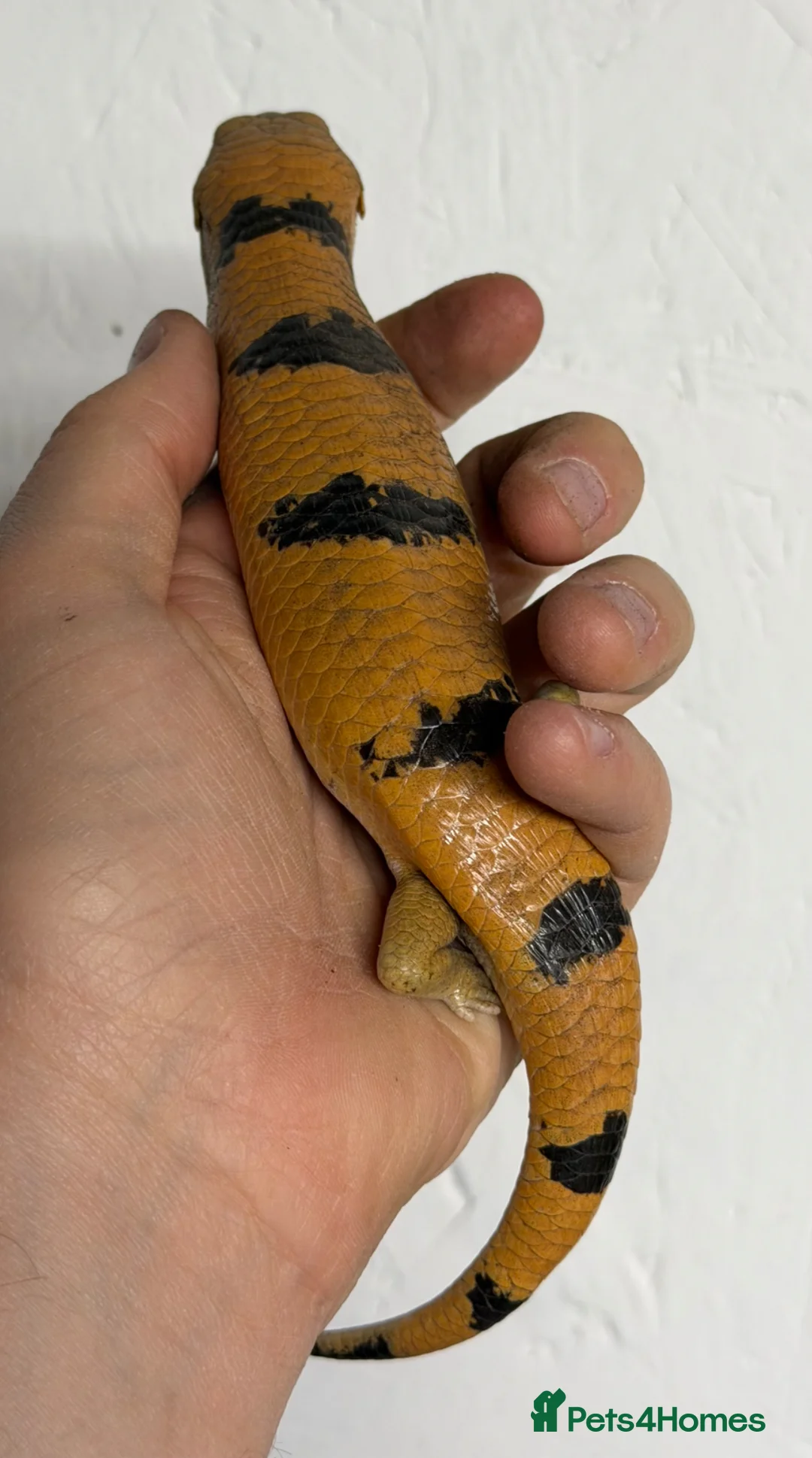 Skink reptiles for sale: Peters banded skink in Swadlincote - Advert 2
