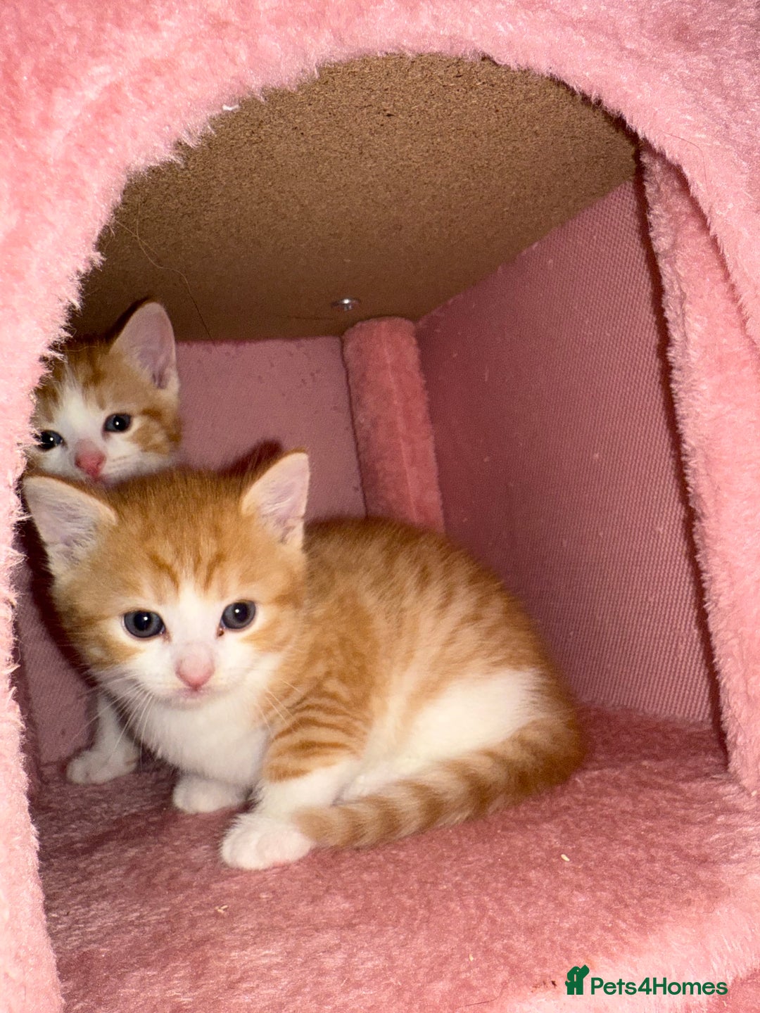 Mixed Breed cats for sale: 4 beautiful kitty’s for sale  - Advert 7