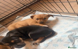 Mixed Breed dogs for sale: Rottweiler cross saluki puppies  - Image 17