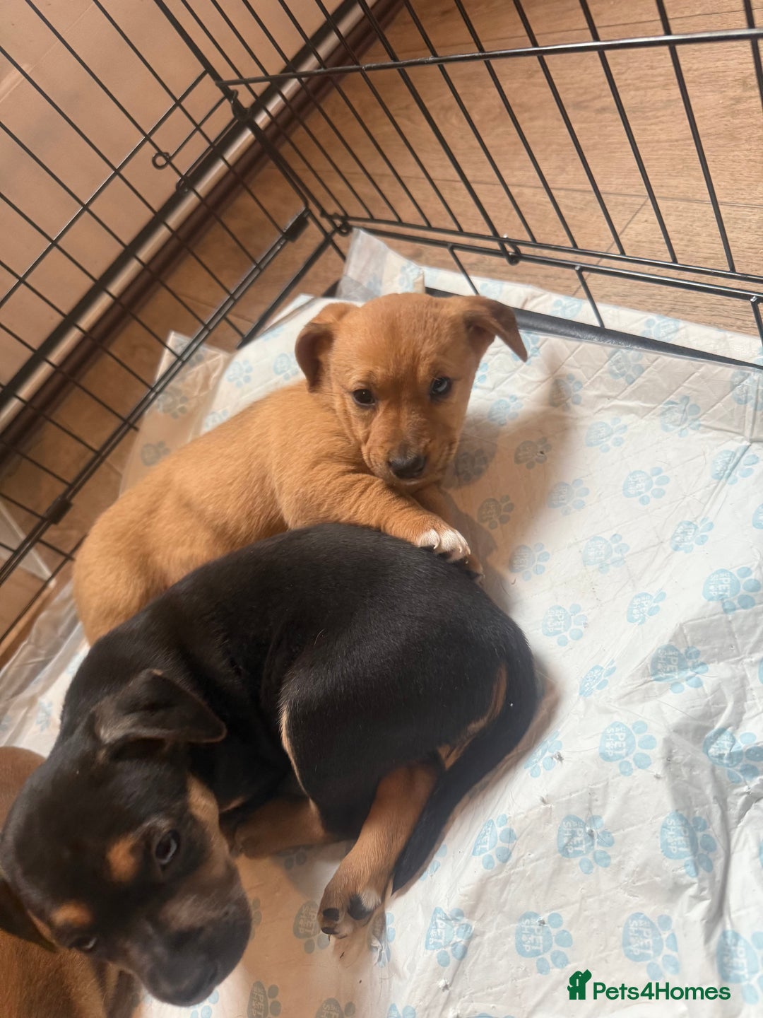 Mixed Breed dogs for sale: Rottweiler cross saluki puppies  - Image 17