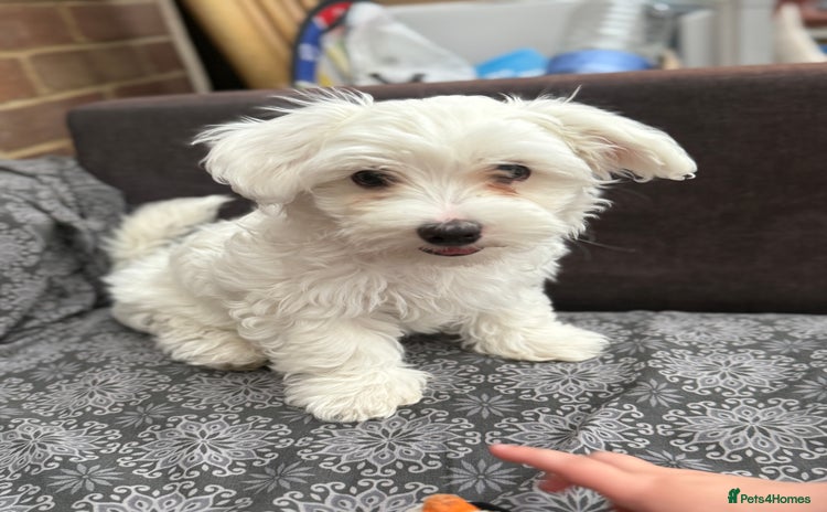 Maltese dogs - Advert 8
