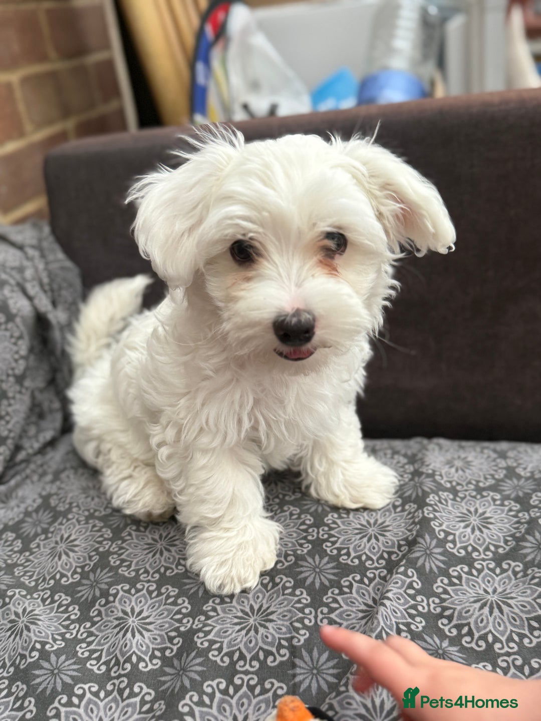 Maltese dogs for sale: Maltese male puppy - Image 1
