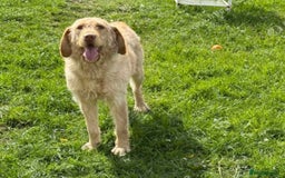 Labradoodle dogs for sale: labradoodle  - Image 2