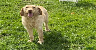 Labradoodle dogs - Advert 8