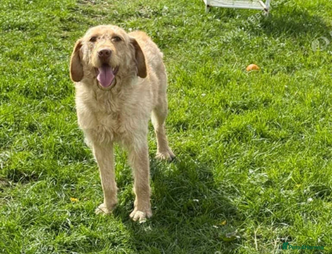 Labradoodle dogs for sale: labradoodle  - Image 2