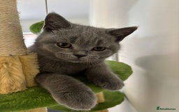 British Shorthair cats for sale: Chunky British Shorthair Kittens in Braintree - Image 15