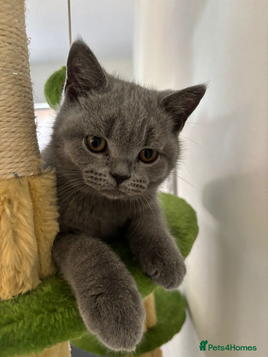 British Shorthair cats for sale: Chunky British Shorthair Kittens in Braintree - Image 15