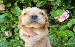 Cocker Spaniel dogs for sale: KC Reg Show Type Golden Cocker Spaniel puppies - Image 12