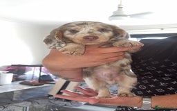 Miniature Dachshund dogs for sale: Isabella&tan dapple boy LONG HAIR  - Image 1
