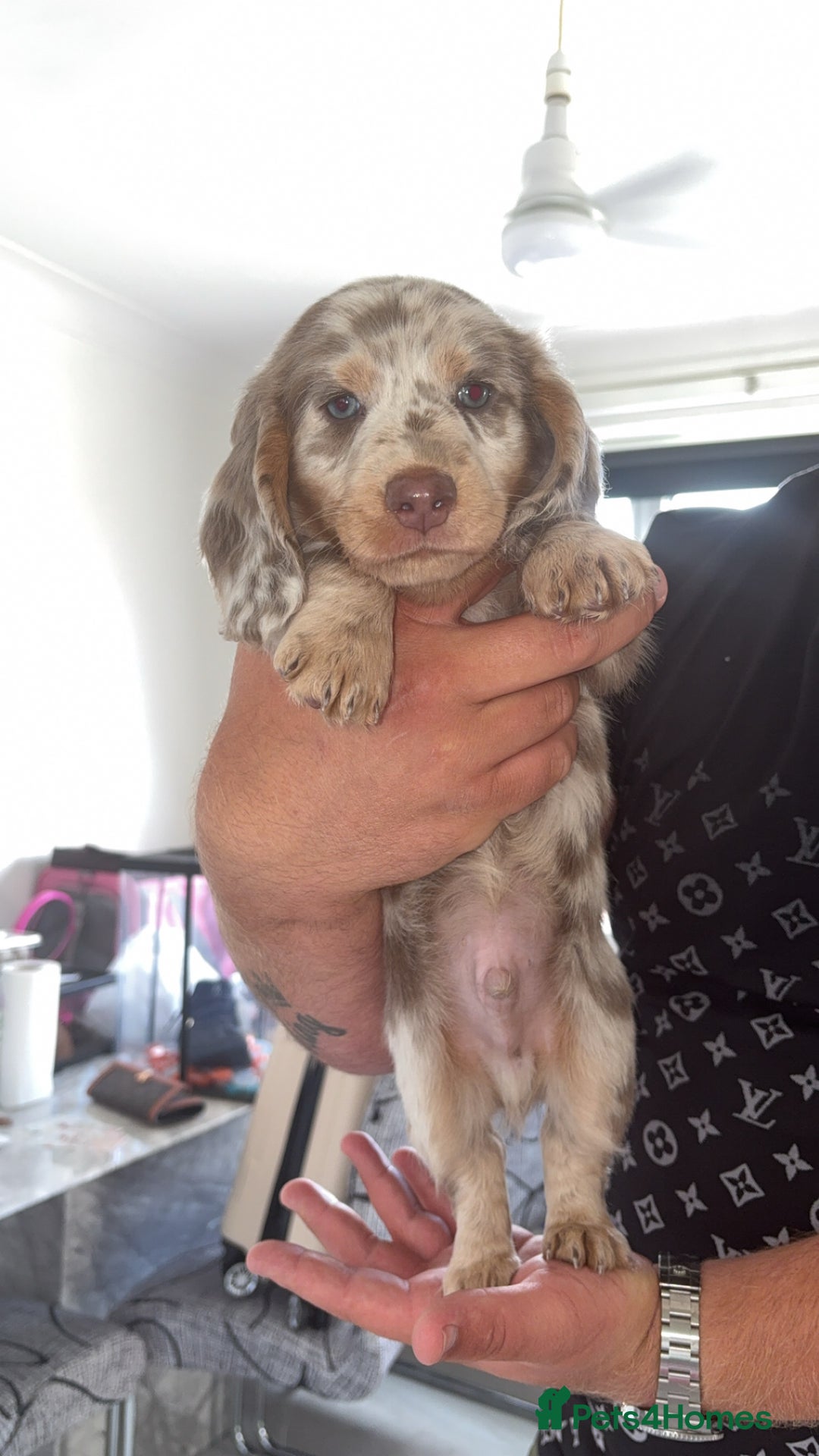 Miniature Dachshund dogs for sale: Isabella&tan dapple boy LONG HAIR  - Image 1