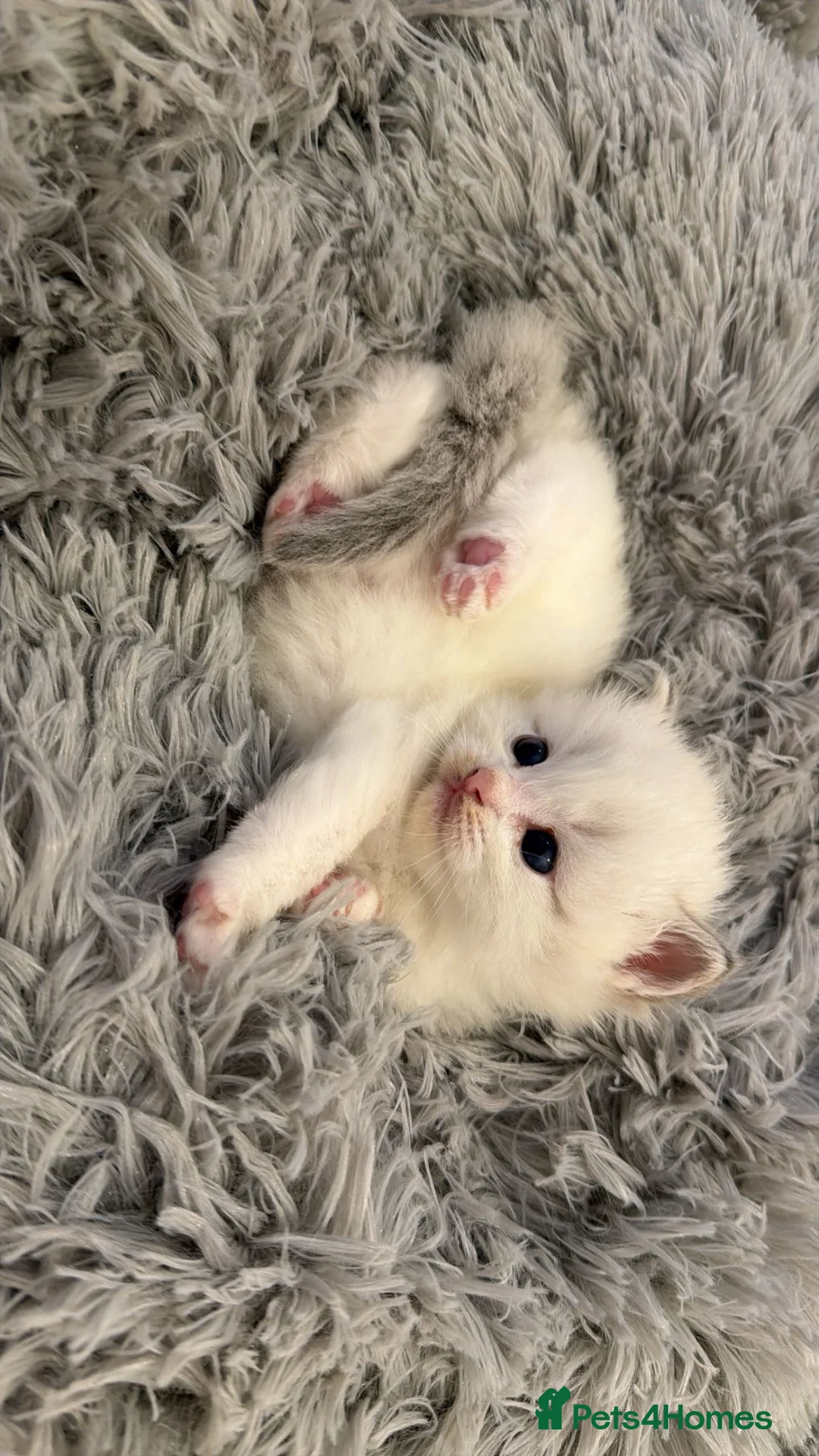 Ragdoll cats for sale: Blue Bi Colour Lynx Boys (European) - Advert 1