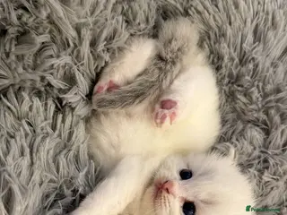 Ragdoll cats Blue Bi Colour Lynx Boys (European) - Advert 1