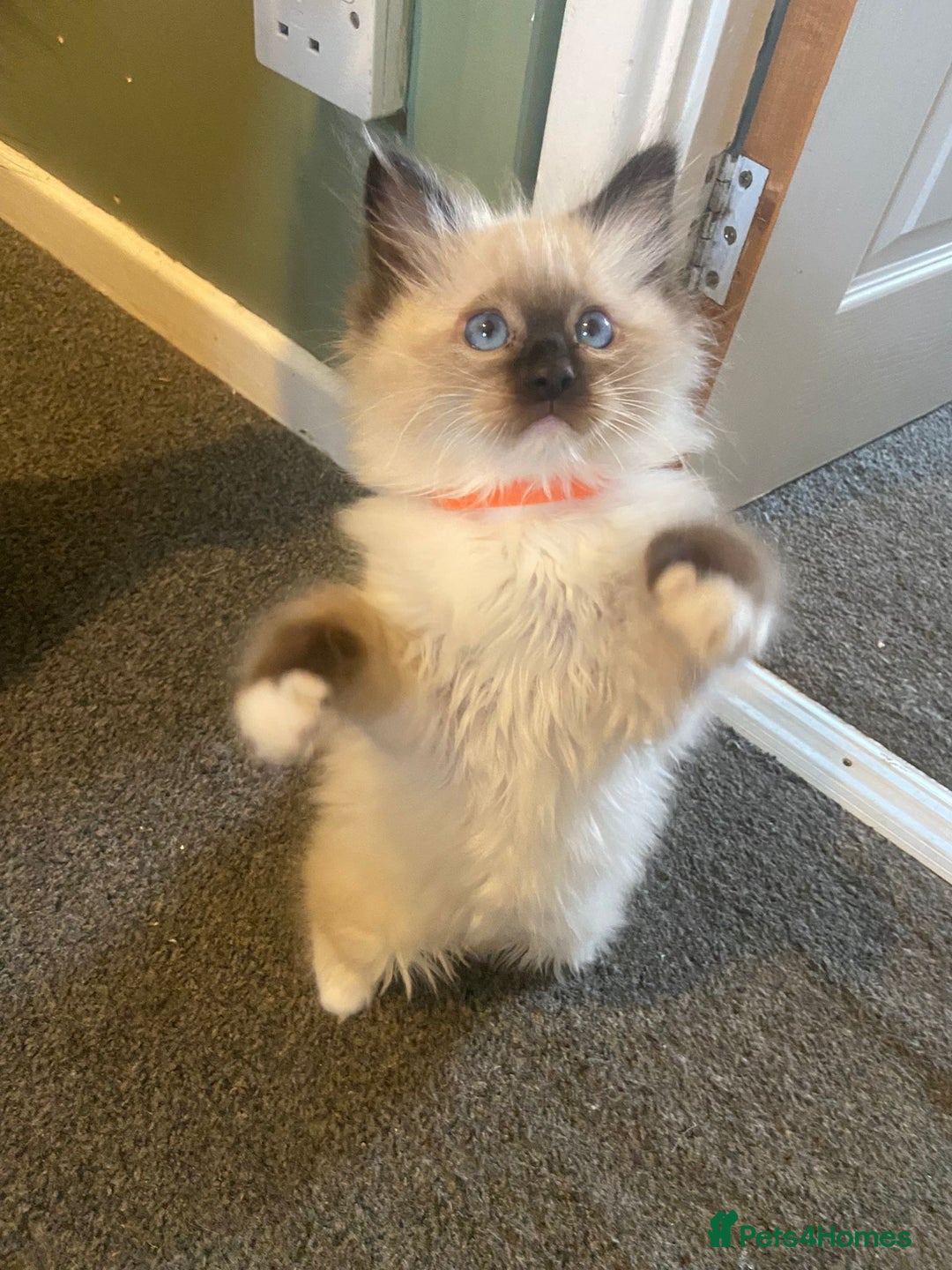 Ragdoll cats for sale: Tica Registered Ragdolls - Advert 16