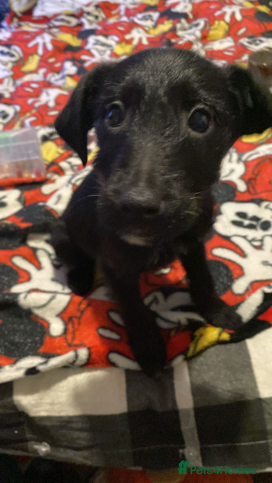 Jackapoo dogs for sale: Jackapoo puppies - Advert 5