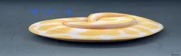 Snake reptiles for sale: Hatchling ball/royal pythons  - Advert 5