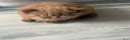 British Shorthair cats for sale: British shorthair cinnamon brown Kittens  - Advert 10