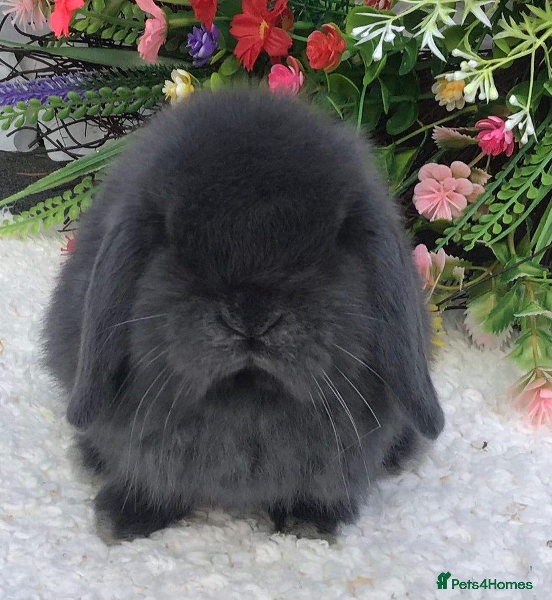 Mini Lop rabbits for sale: Mini lop buck - Advert 1