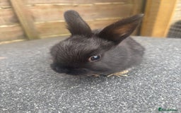 Mixed Breed rabbits for sale: 3 gorgeous baby bunnies for sale  - Image 2