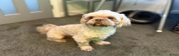 Shih Tzu dogs for stud: KC Reg Lavender Shih Tzu, Young Stud, FullPedigree - Advert 7
