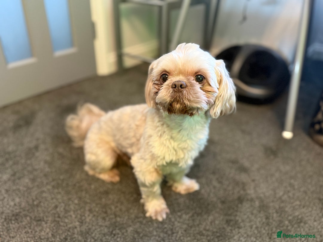 Shih Tzu dogs for stud: KC Reg Lavender Shih Tzu, Young Stud, FullPedigree - Advert 7