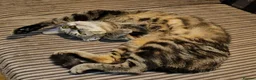 Domestic Shorthair cats for adoption: Rescue Cat Looking for a Forever Home – Meet Chime - Advert 9