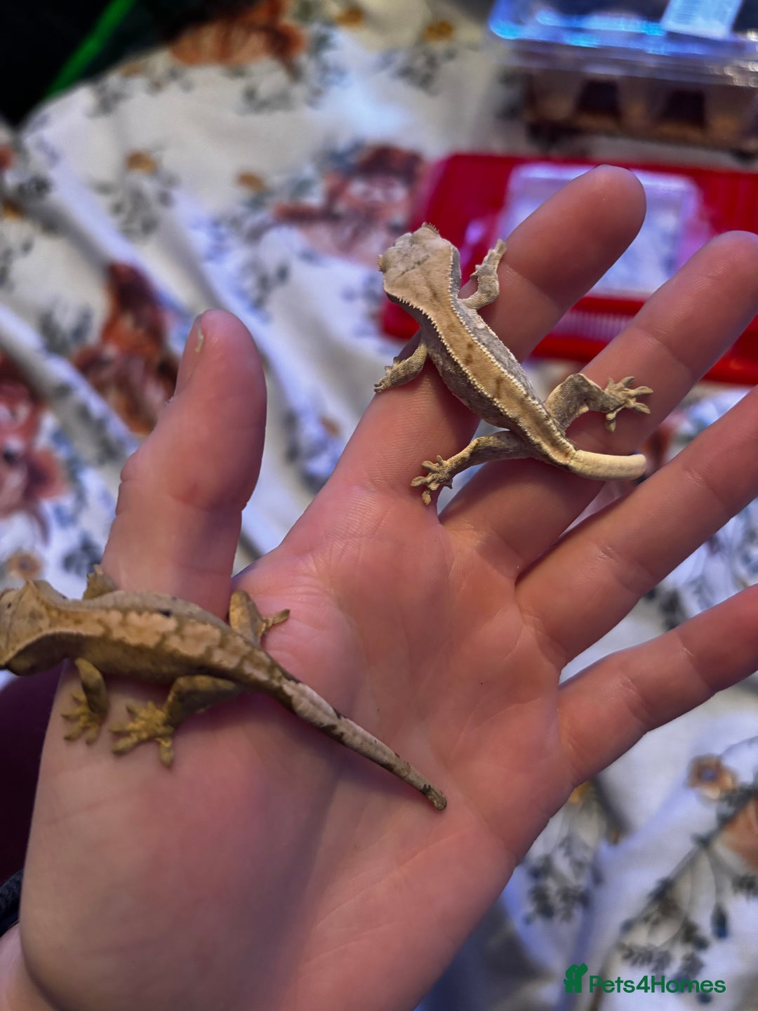 Gecko reptiles for sale: Baby crested geko  - Advert 14