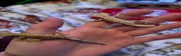 Gecko reptiles for sale: Baby crested geko  - Advert 14