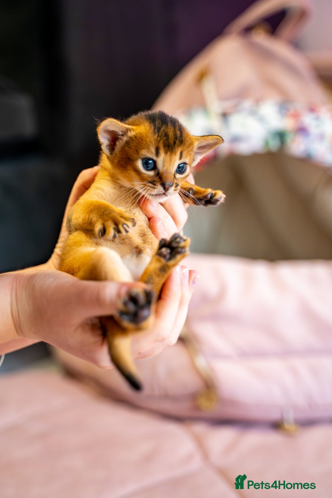 Abyssinian cats for sale:  Champions  Line Romeo-TICA reg. Abyssinian Beauty - Image 33