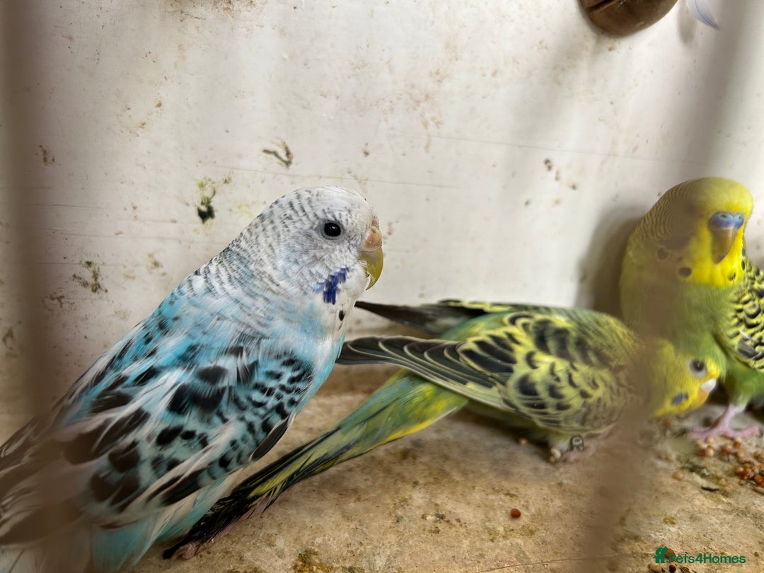 Budgerigars birds for sale: Budgies for sale, all in good health - Image 4