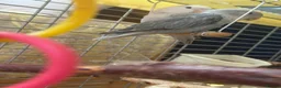 Lovebirds birds for sale: Bonded Peach‑faced Lovebirds – Rare Lilac & Grey - Advert 2