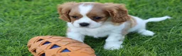 Mixed Breed dogs for sale: Playful Pugalier puppies for sale!  - Advert 10