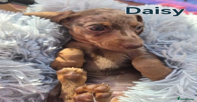 Miniature Dachshund dogs - Advert 15