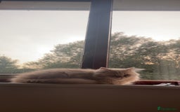 Persian cats for sale: Cleo and milly - Image 2