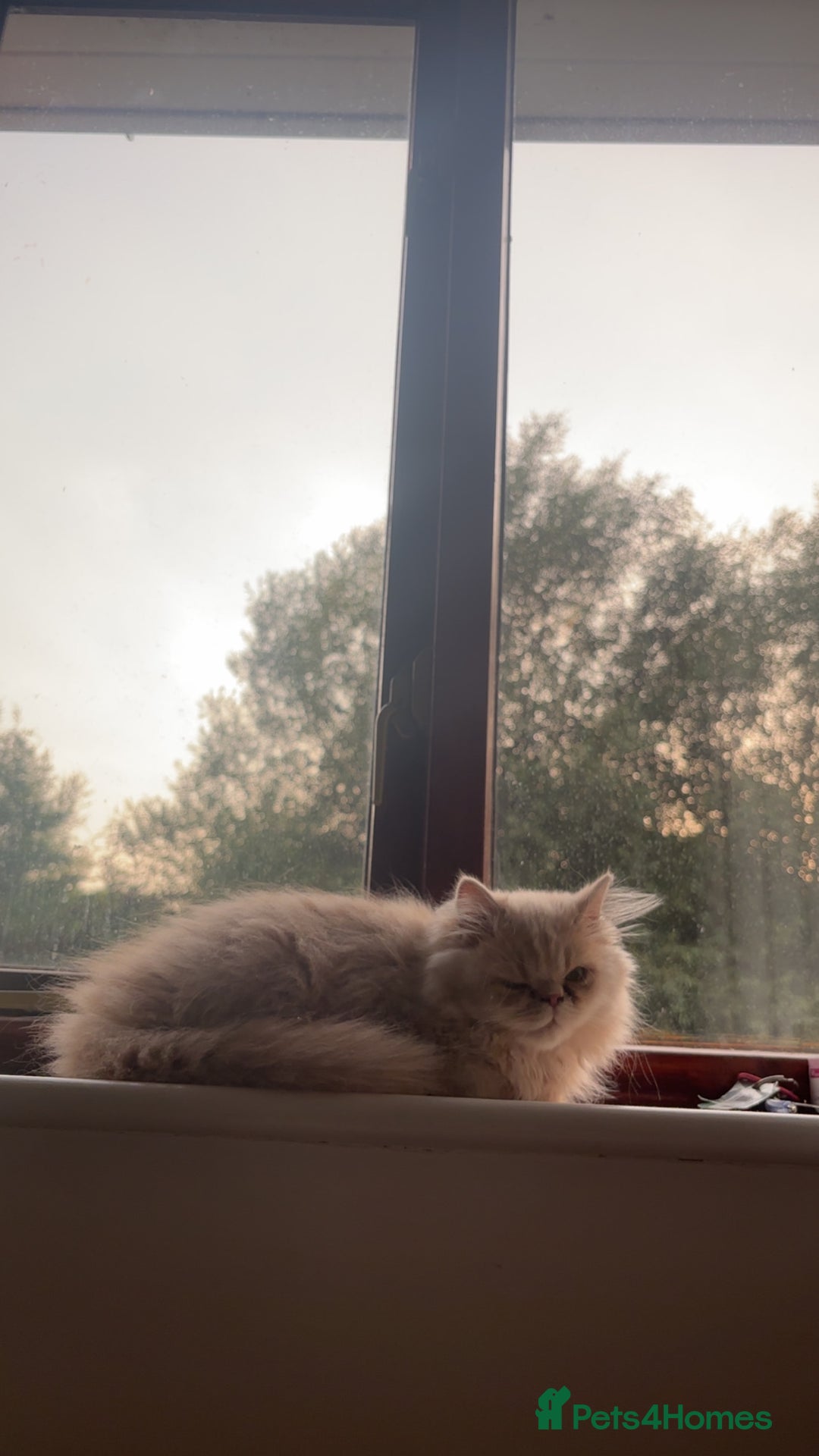 Persian cats for sale: Cleo and milly - Image 2